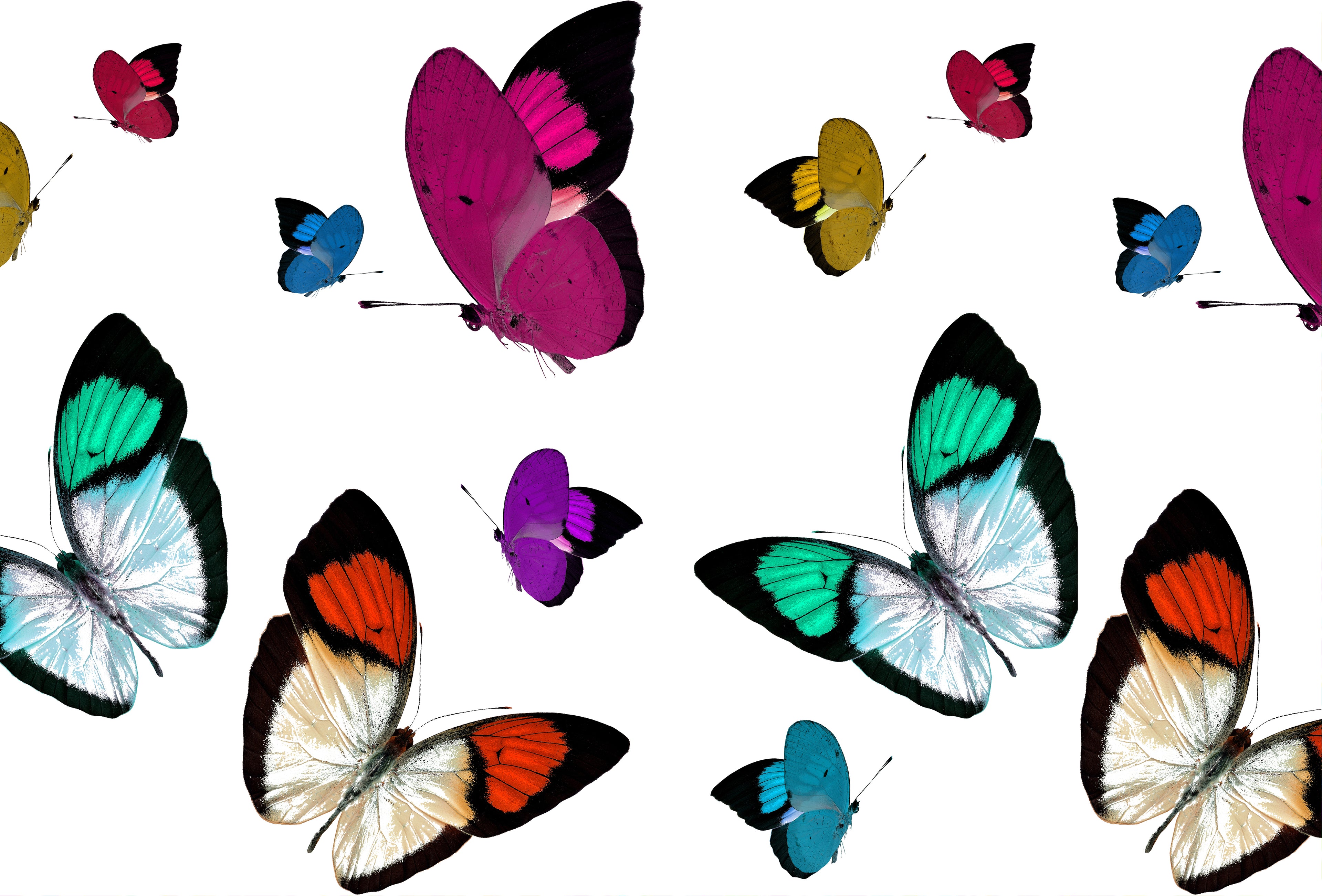 Butterflies Paper Placemat Pad, One Set Of 24