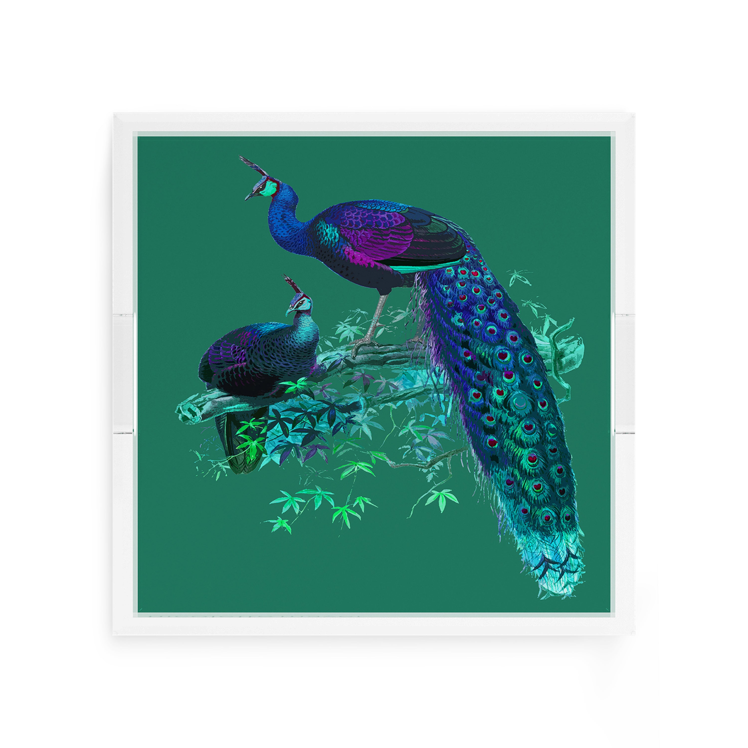 Family Pheasants Peacock 12X12 Acrylic Tray - nicolettemayer.com