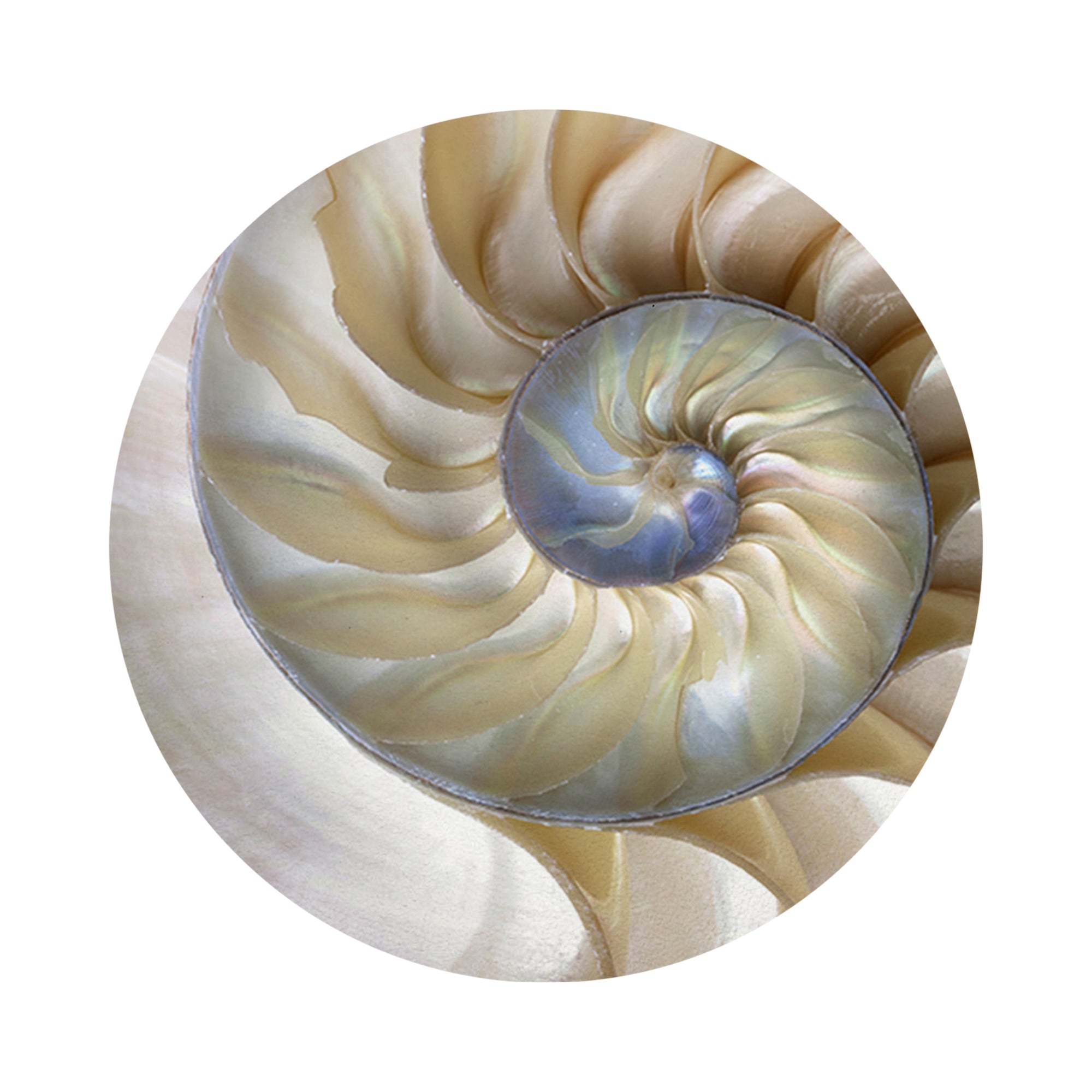 Nautilus PEARL Vegan Leather Round Coasters