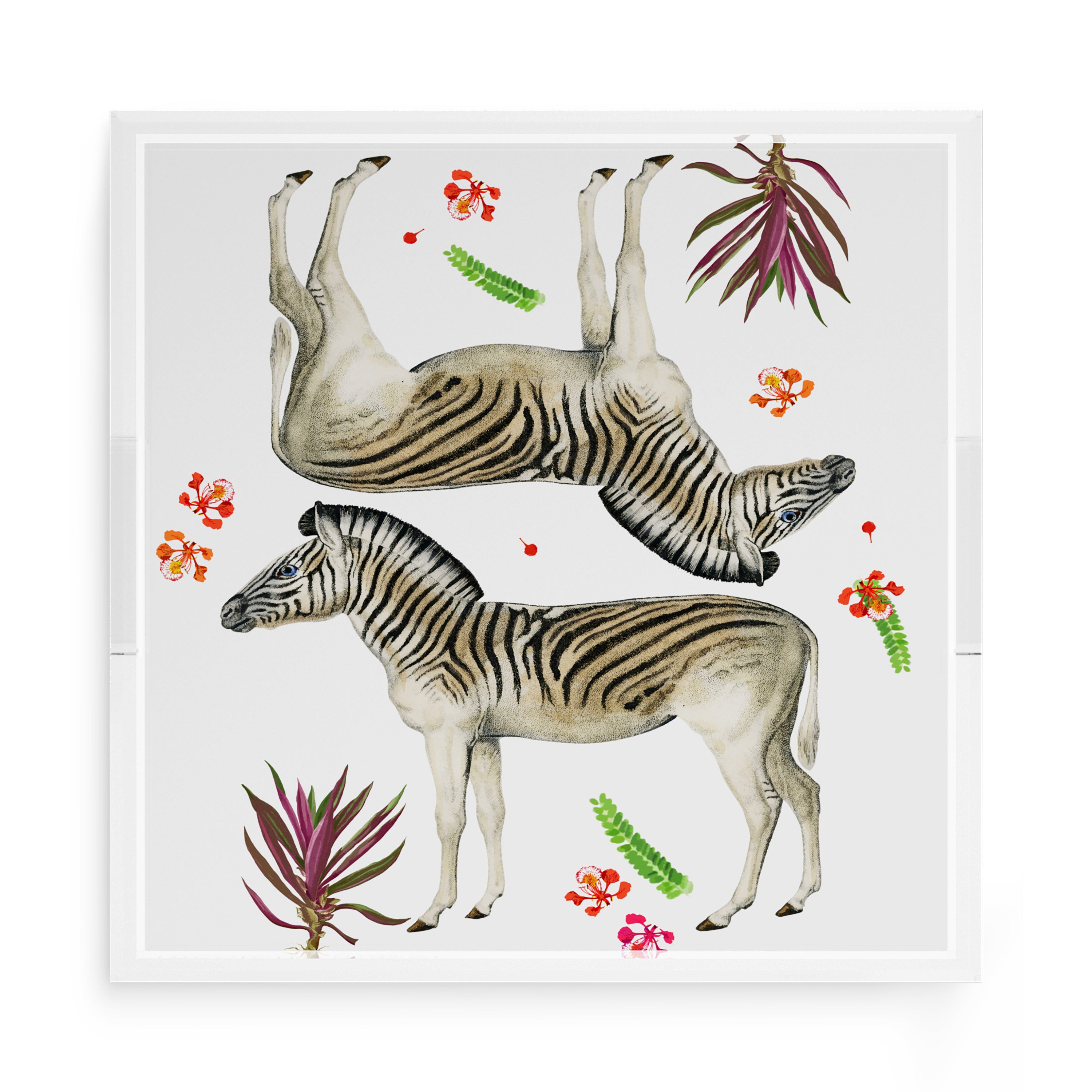 Zebra Seeing Double 15X15 Acrylic Tray - nicolettemayer.com
