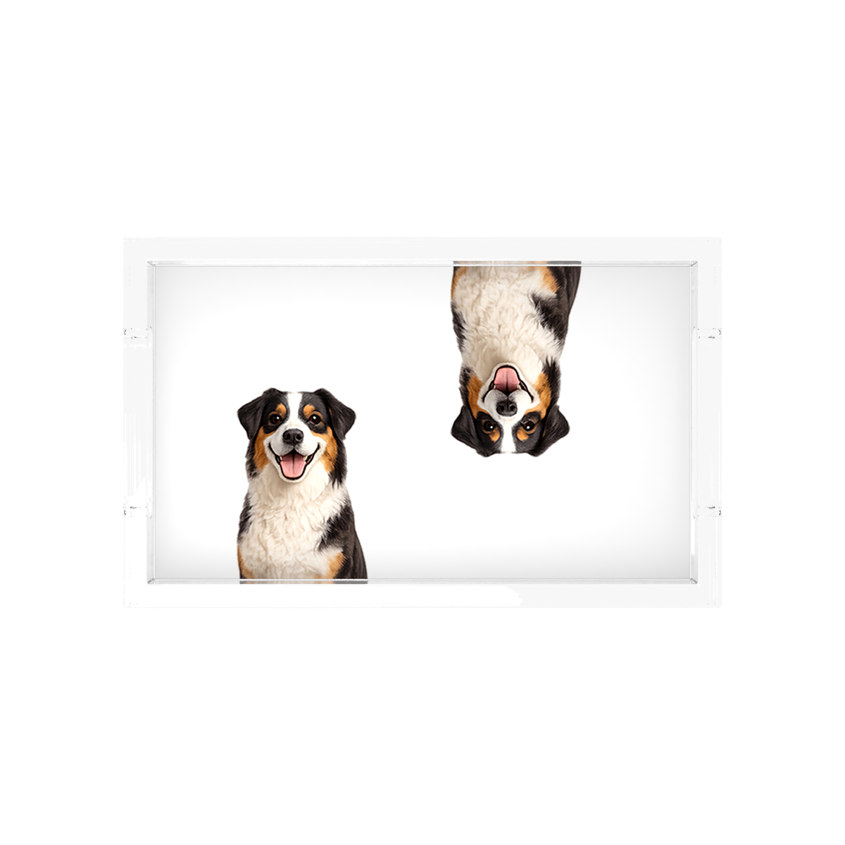 Australian Shepherd Dog Acrylic Rectangle Tray, overhead, by Nicolette Mayer