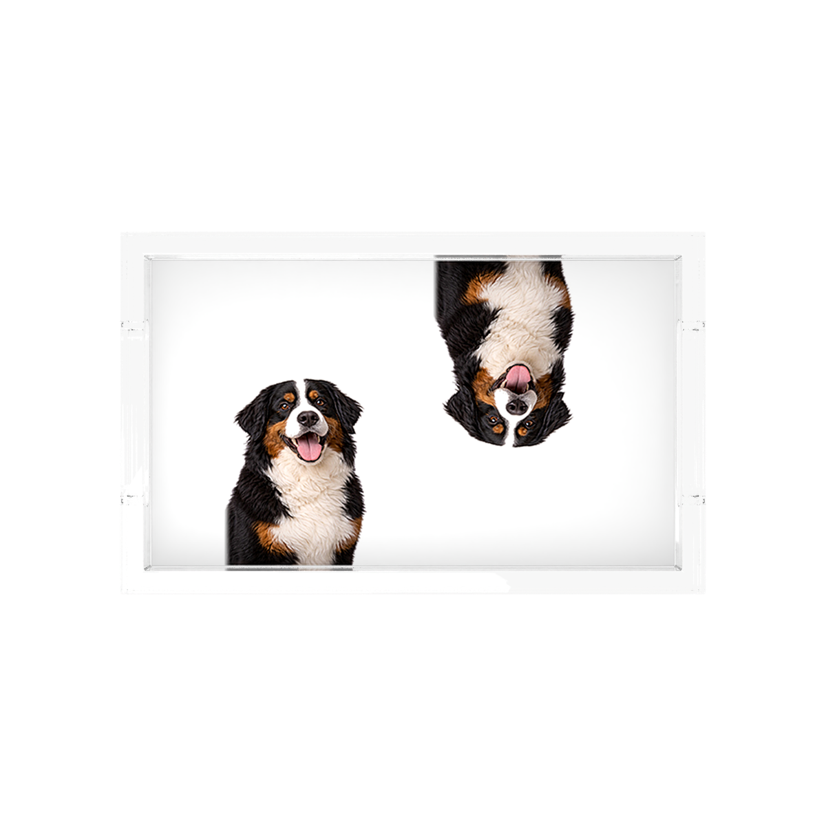 Bernese Mountain Dog Acrylic Rectangle Tray, overhead, by Nicolette Mayer