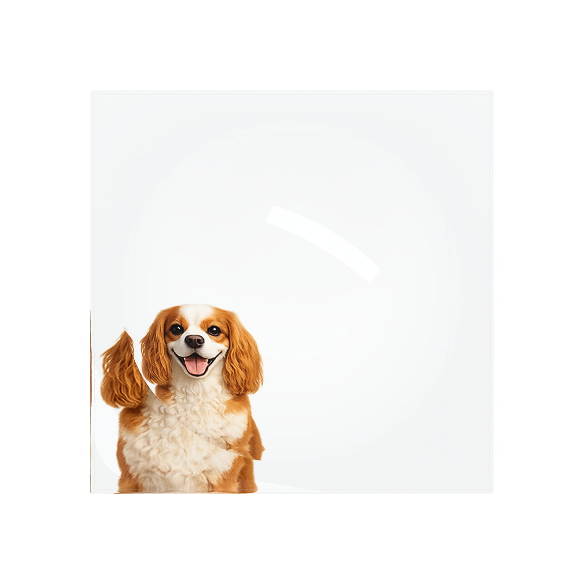 Cavalier King Charles Spaniel Dog Acrylic Candy Catchall Dish, overhead, by Nicolette Mayer