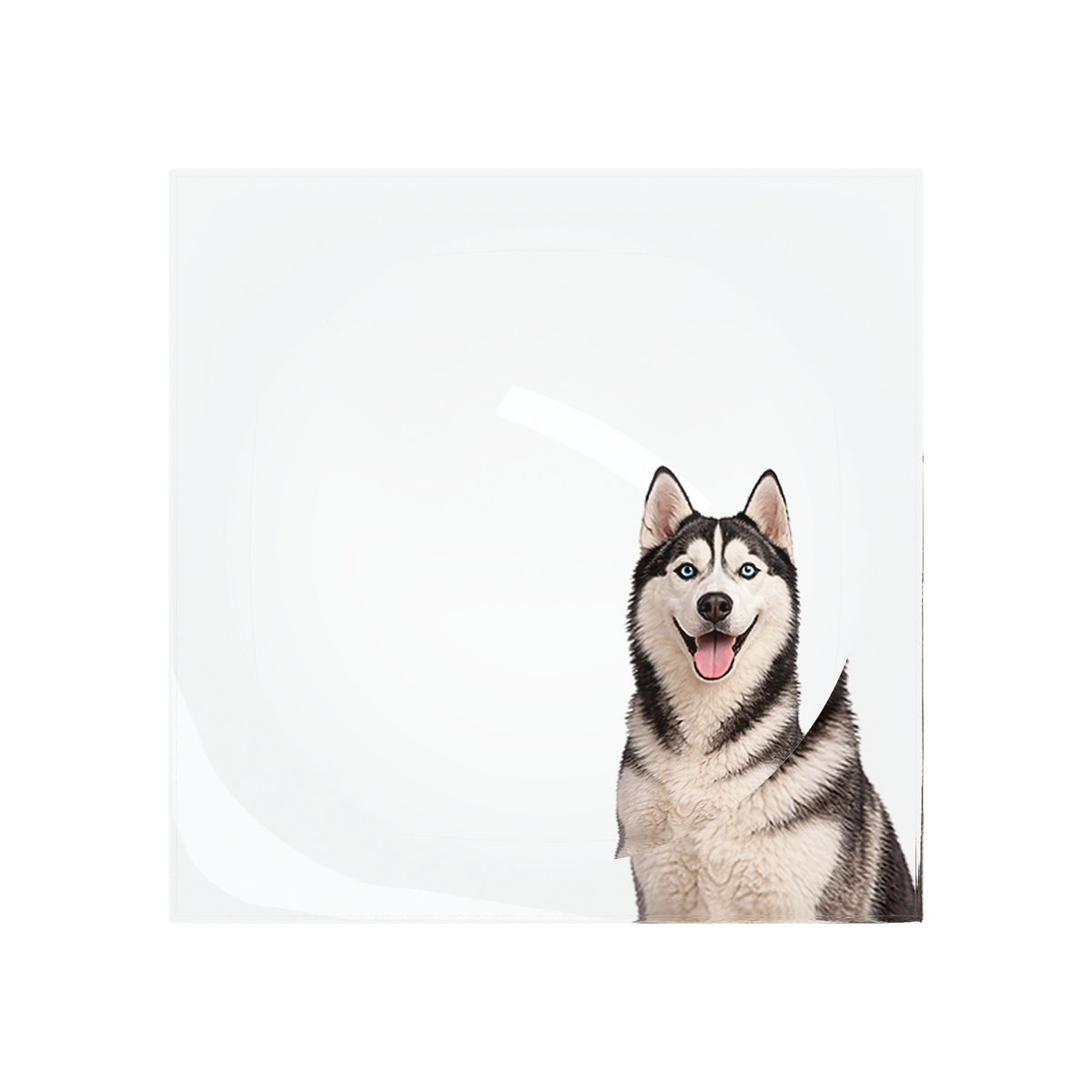 Husky Dog Acrylic Candy Catchall Dish, overhead, by Nicolette Mayer