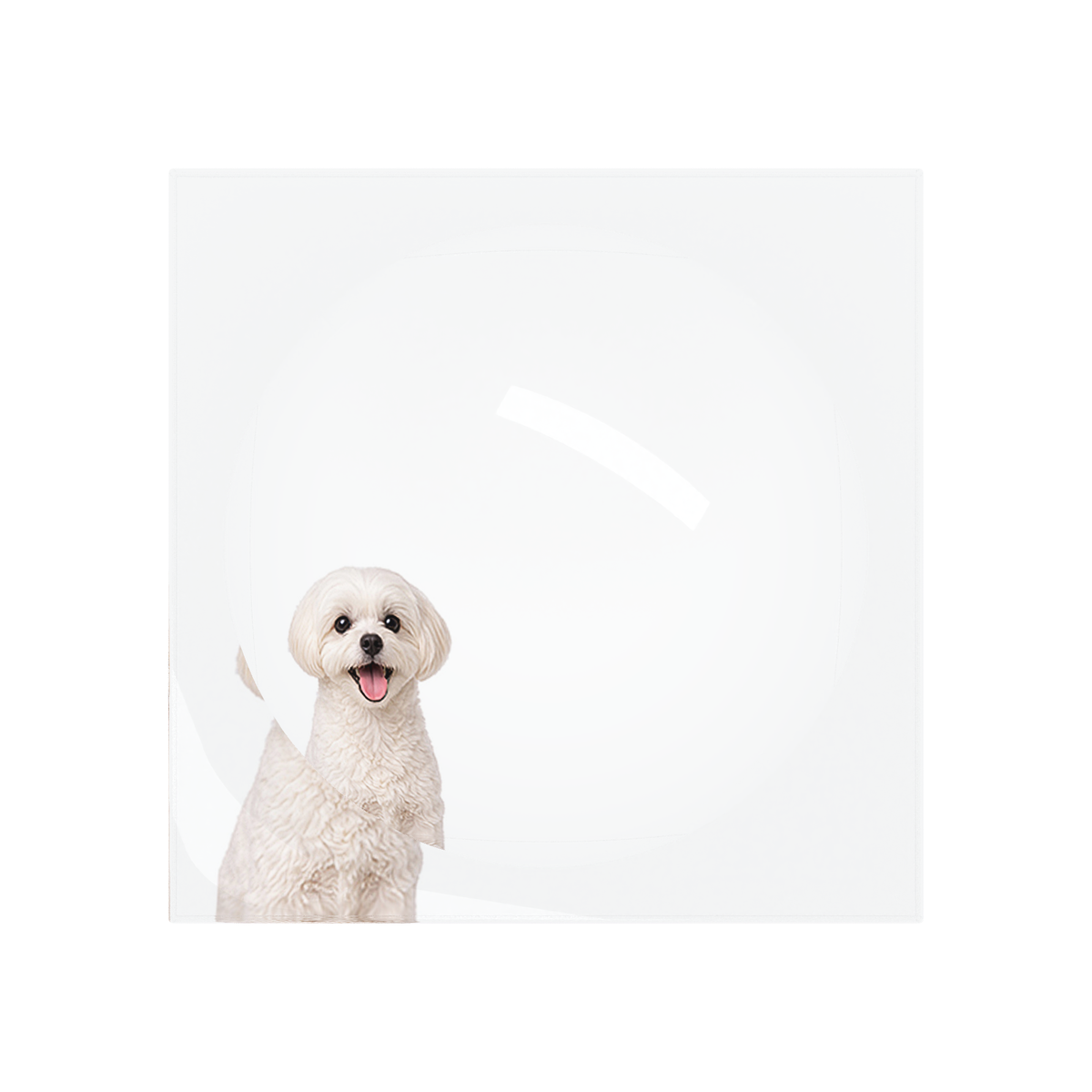 Maltese Dog Acrylic Candy Catchall Dish, overhead, by Nicolette Mayer