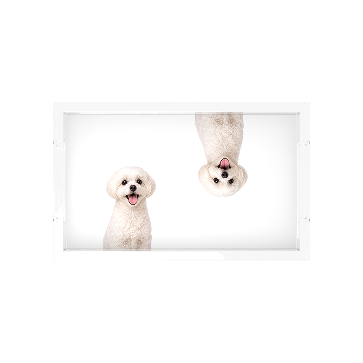 Maltese Dog Acrylic Rectangle Tray, overhead, by Nicolette Mayer