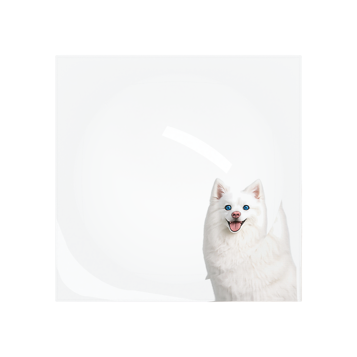White Pomsky Dog Acrylic Candy Catchall Dish, overhead, by Nicolette Mayer