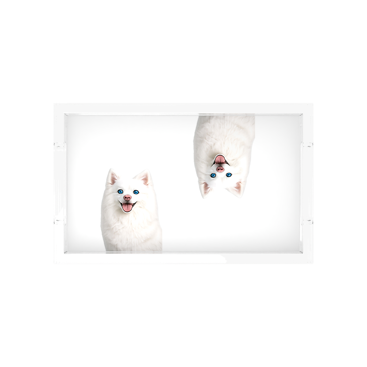 White Pomsky Dog Acrylic Rectangle Tray, overhead, by Nicolette Mayer