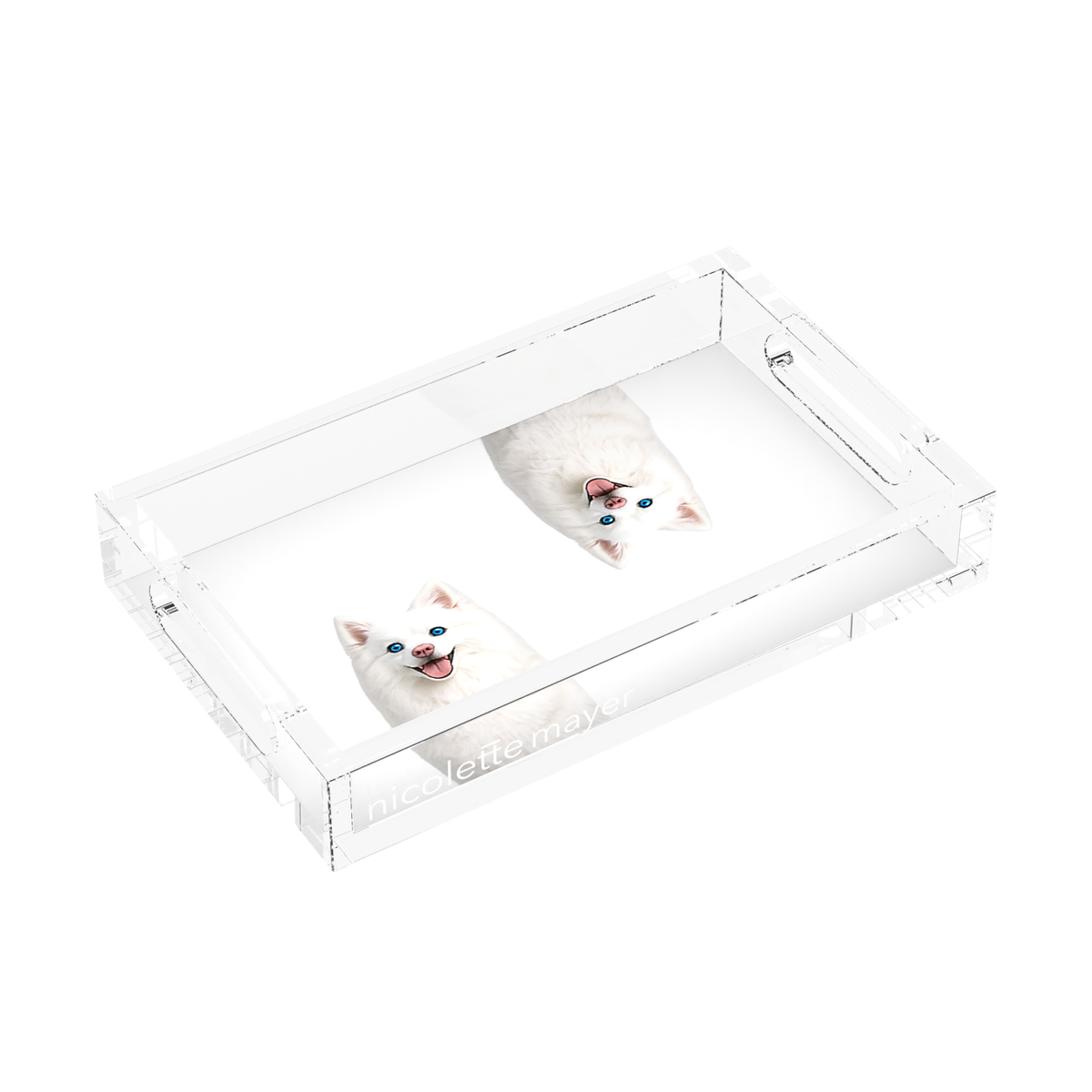 White Pomsky Dog Acrylic Rectangle Tray, left three-quarter, by Nicolette Mayer