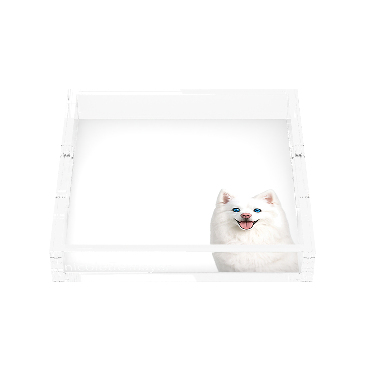White Pomsky Dog Acrylic Decorative Tray, front, by Nicolette Mayer