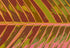 Tropical Leaf Crimson 17 Rectangle Pebble - nicolettemayer.com