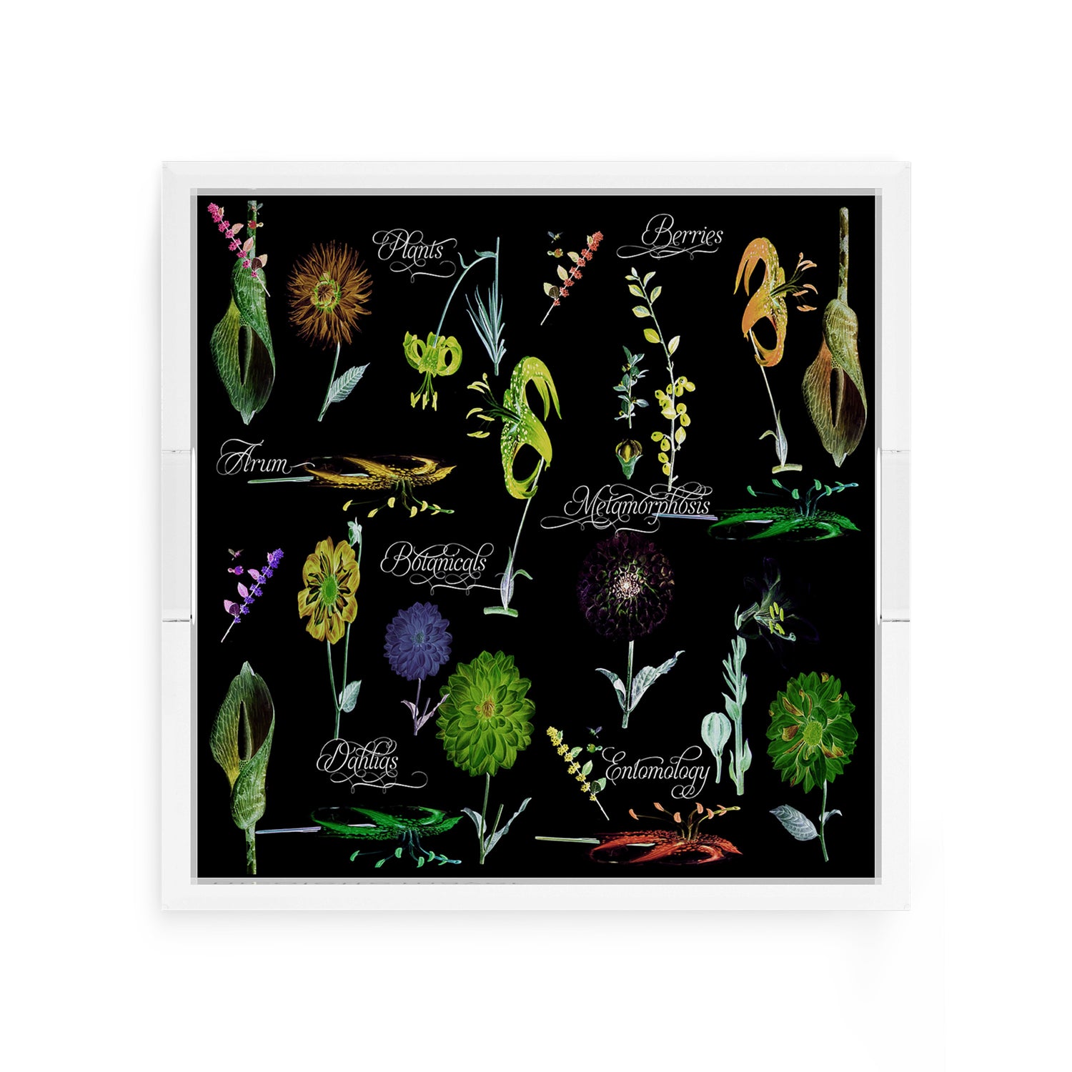 Botanicals Xray Greens 12X12 Acrylic Tray - nicolettemayer.com
