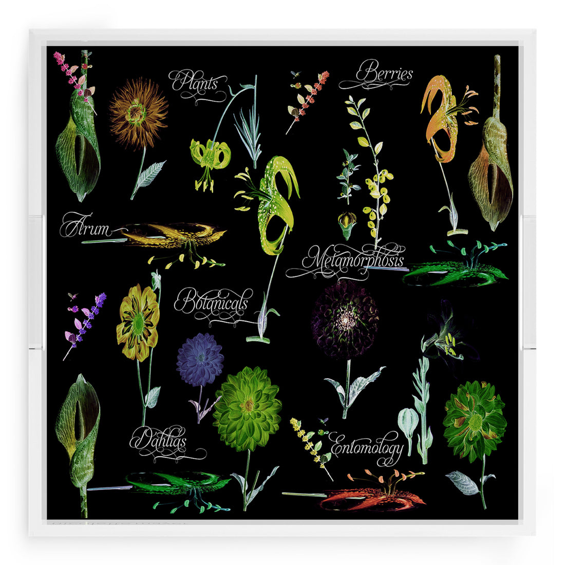 Botanicals Xray Greens 18X18 Acrylic Tray - nicolettemayer.com
