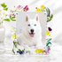 Flora Fauna White Acrylic Scallop Frame - nicolettemayer.com