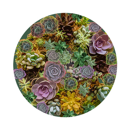 Succulents Evergreen 16&quot; Round Pebble Placemats, Set of 4 - nicolettemayer.com
