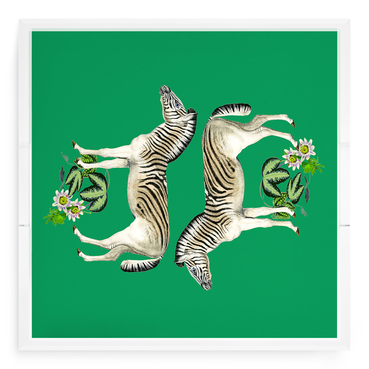 Zebra Seeing Double Kelly Acrylic Decorative Tray, 18 x 18 in. by Nicolette Mayer 