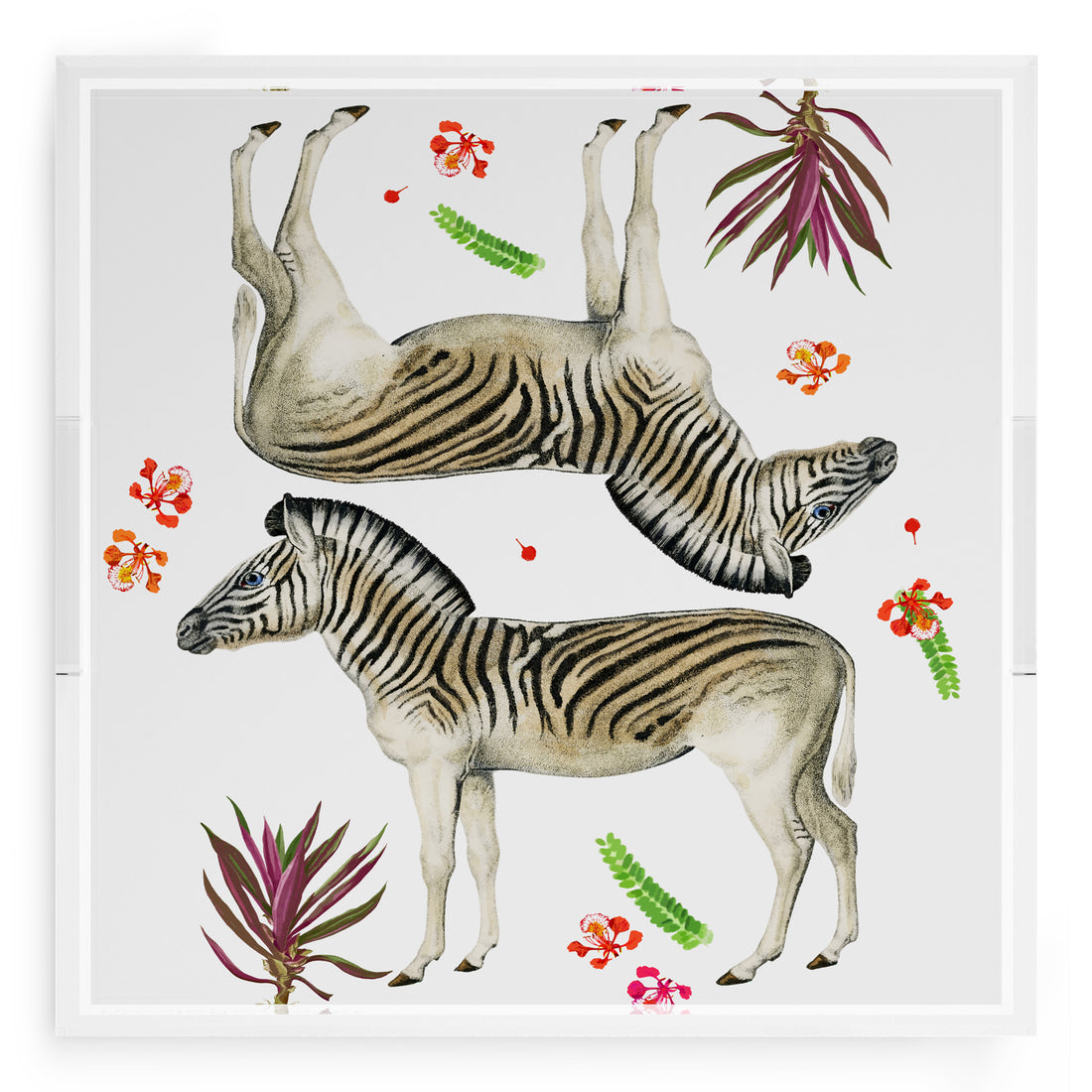 Zebra Seeing Double 18X18 Acrylic Tray - nicolettemayer.com
