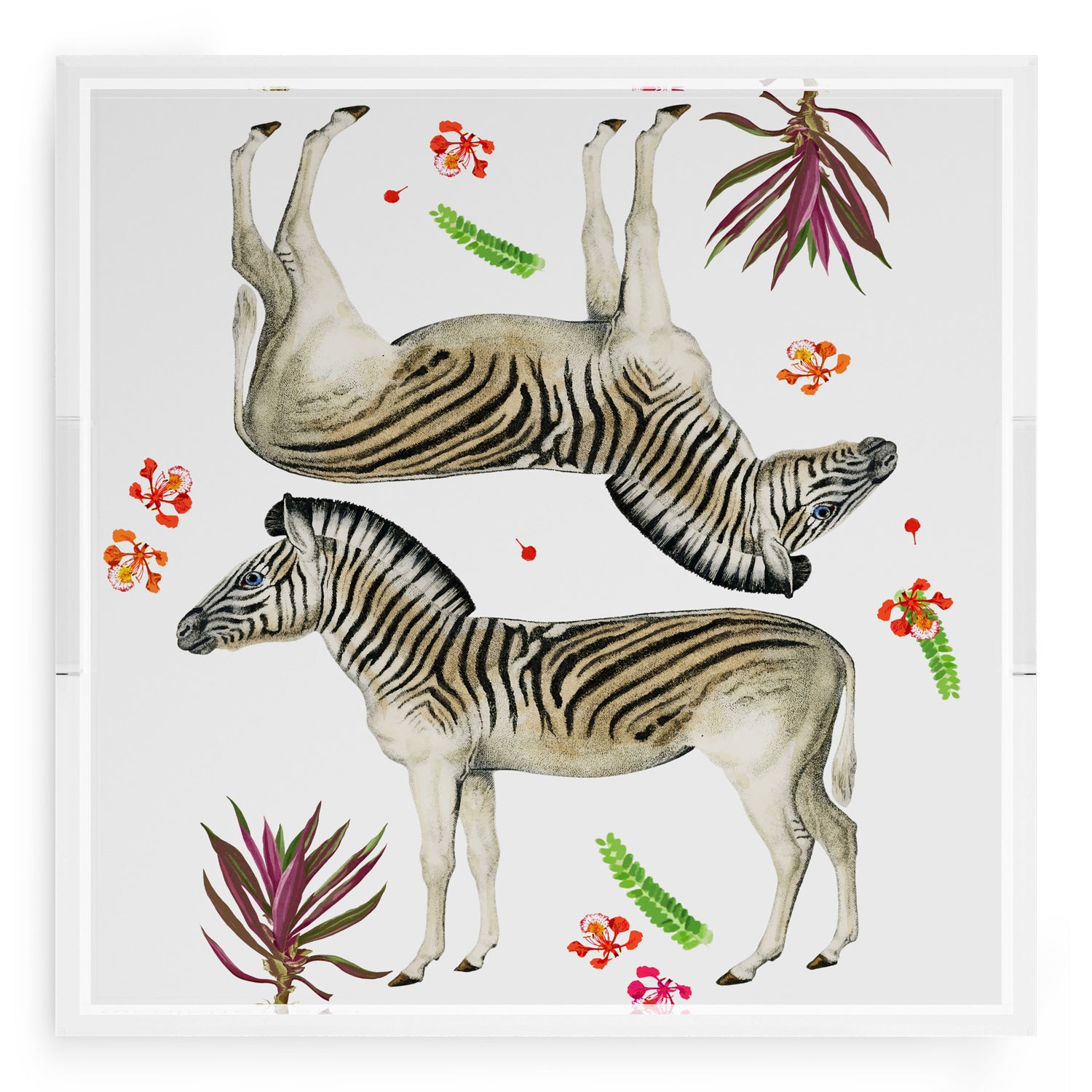 Zebra Seeing Double 18X18 Acrylic Tray - nicolettemayer.com

