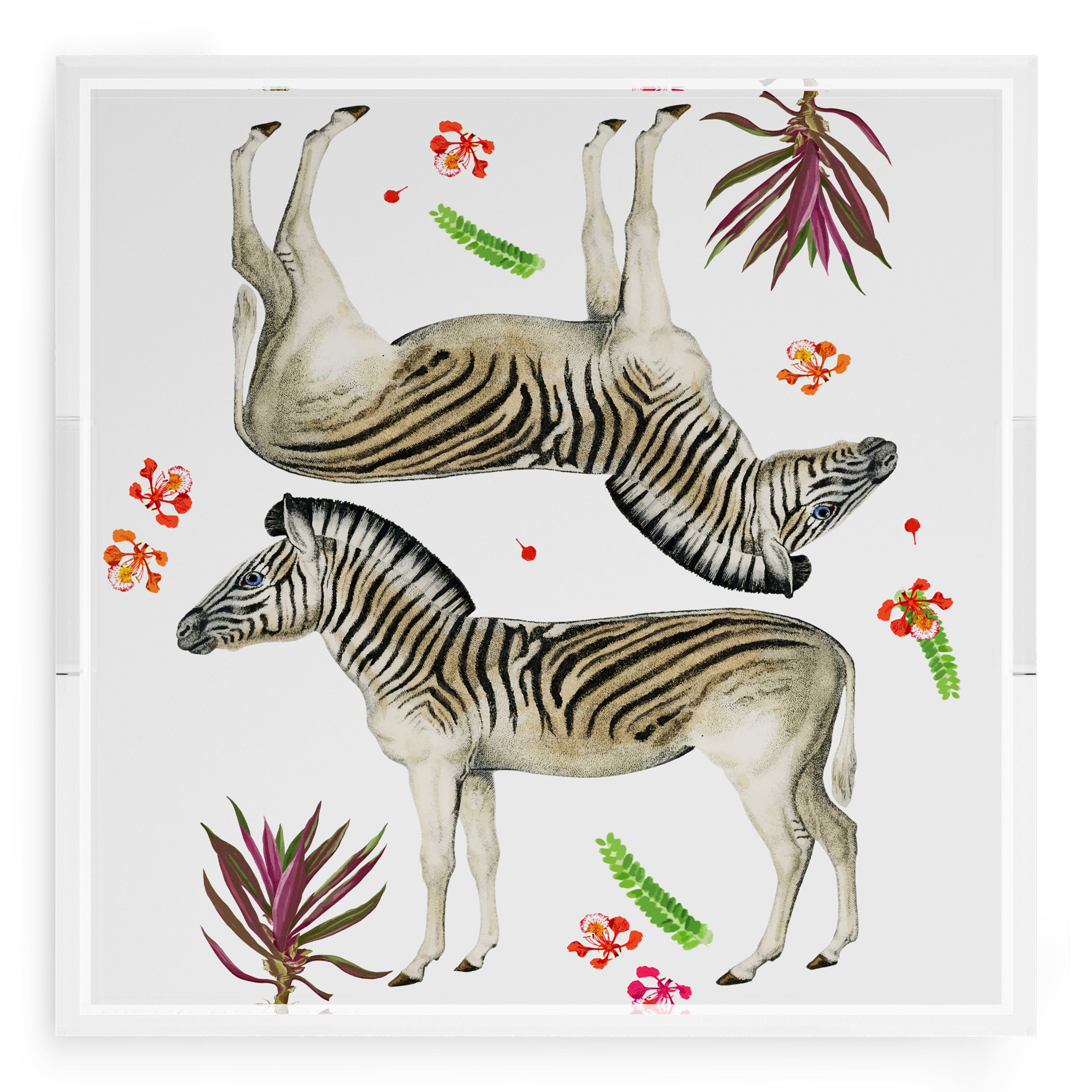 Zebra Seeing Double 18X18 Acrylic Tray - nicolettemayer.com
