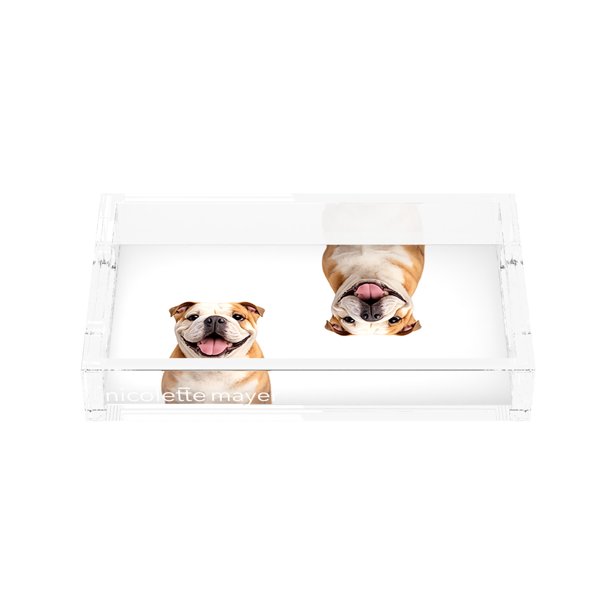 Bulldog Acrylic Rectangle Tray, front, by Nicolette Mayer