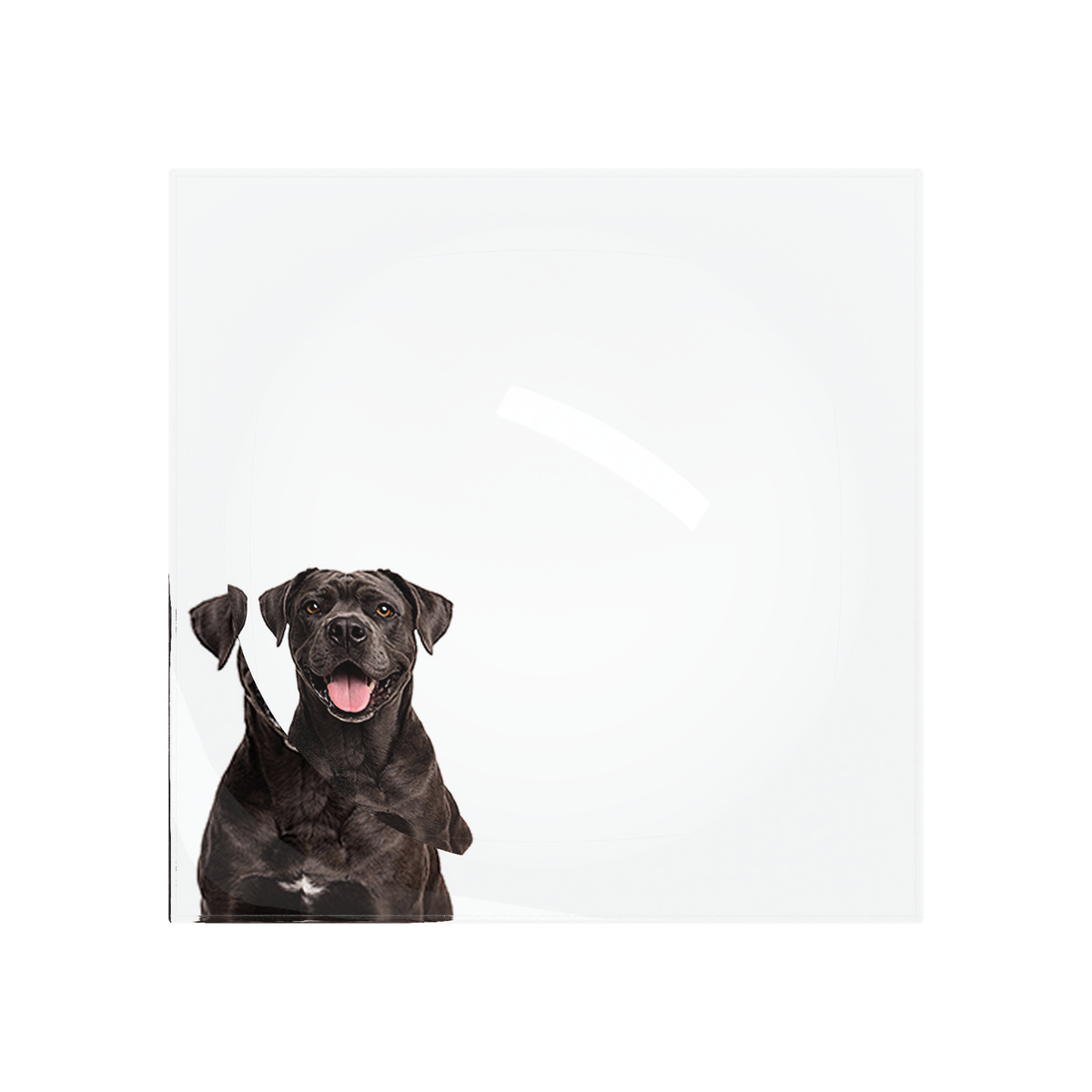 Cane Corso Dog Acrylic Candy Catchall Dish, overhead, by Nicolette Mayer