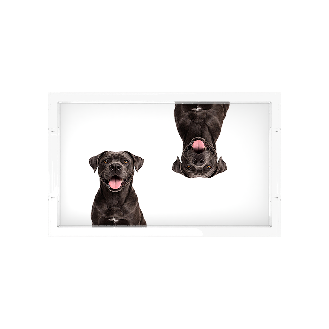 Cane Corso Dog Acrylic Rectangle Tray, overhead, by Nicolette Mayer