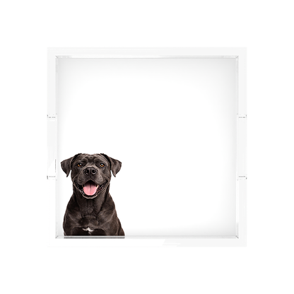 Cane Corso Dog Acrylic Decorative Tray, overhead, by Nicolette Mayer