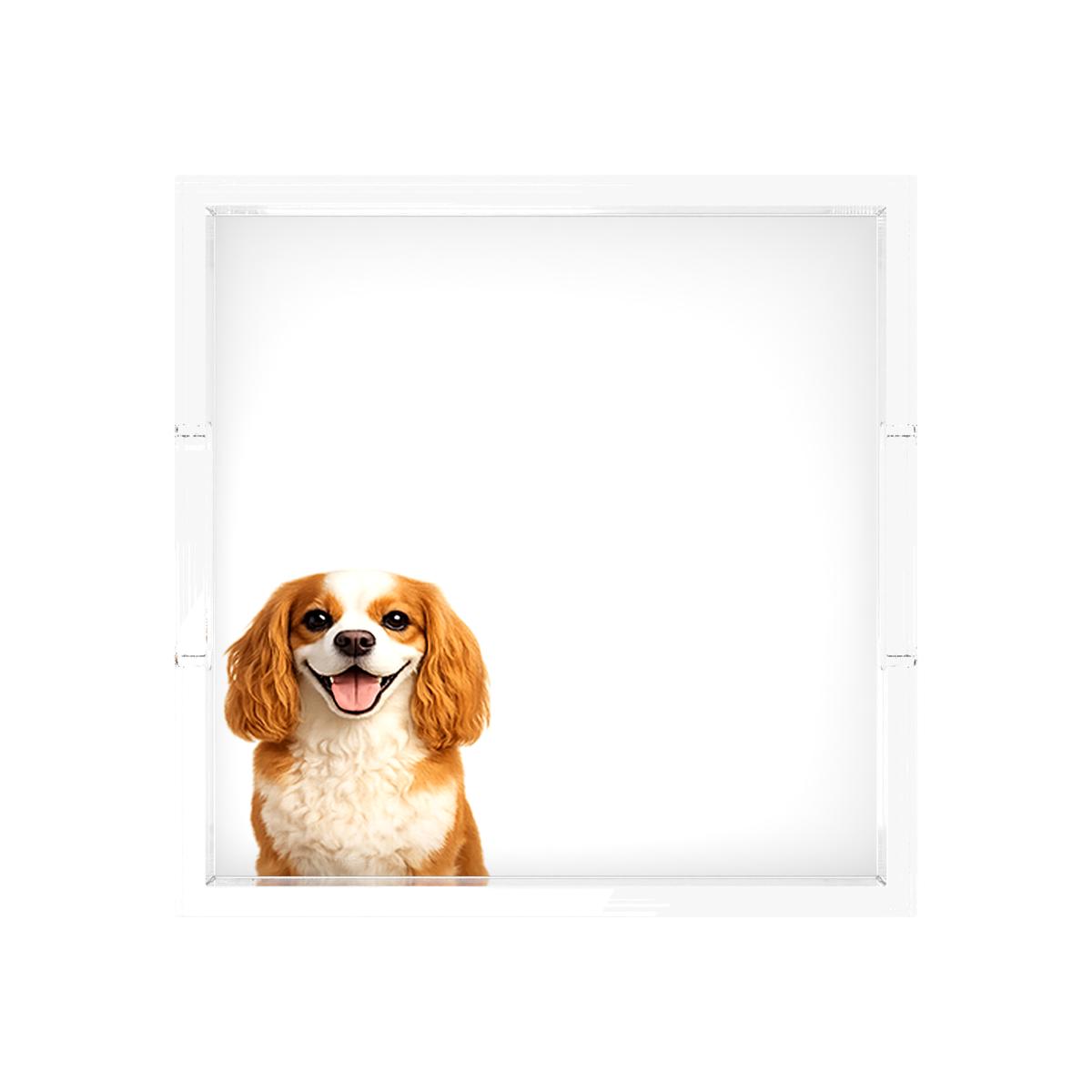 Cavalier King Charles Spaniel Dog Acrylic Decorative Tray, overhead, by Nicolette Mayer