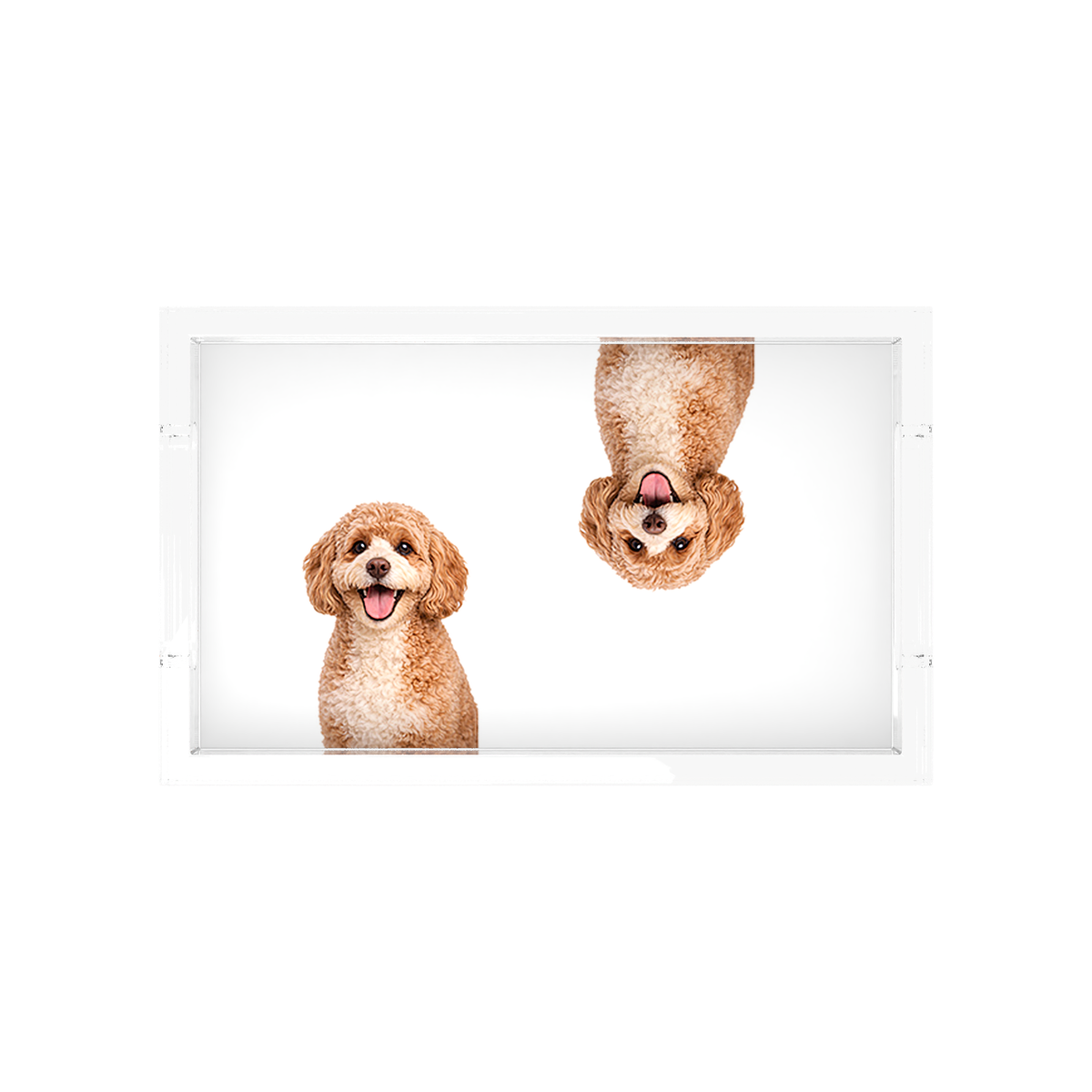 Cavapoo Dog Acrylic Rectangle Tray, overhead, by Nicolette Mayer