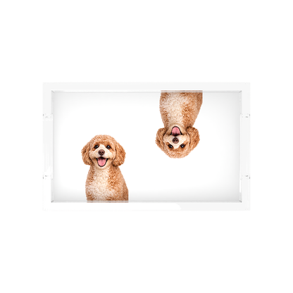 Cavapoo Dog Acrylic Rectangle Tray, overhead, by Nicolette Mayer