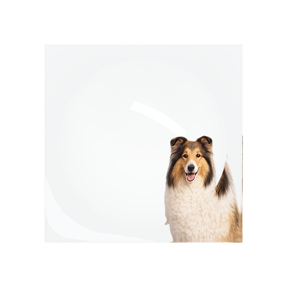 Collie Dog Acrylic Candy Catchall Dish, overhead, by Nicolette Mayer