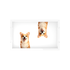 Corgi Dog Acrylic Rectangle Tray, overhead, by Nicolette Mayer