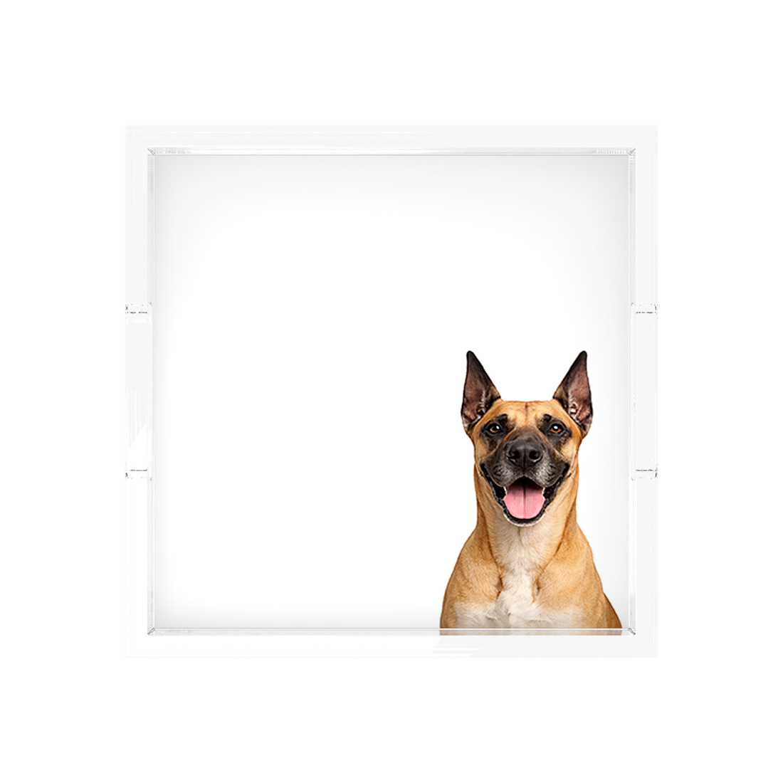 Great Dane Dog Acrylic Decorative Tray, 12 x 12 in., 15 x 15 in., 18 x 18 in. by Nicolette Mayer