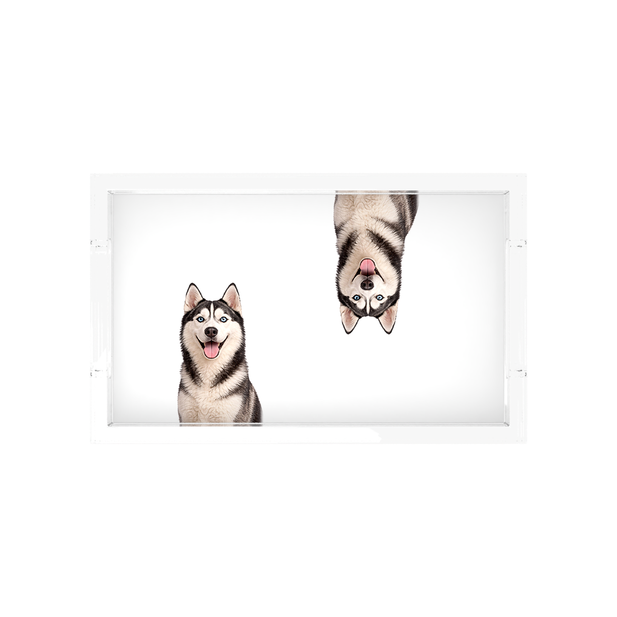 Husky Dog Acrylic Rectangle Tray, overhead, by Nicolette Mayer