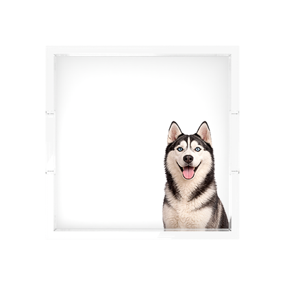 Husky Dog Acrylic Decorative Tray, overhead, by Nicolette Mayer