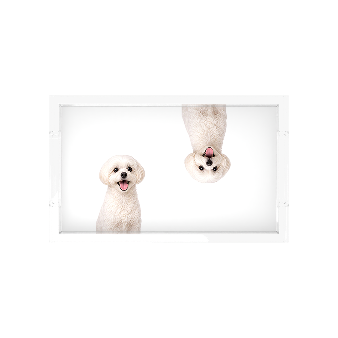 Maltese Dog Acrylic Rectangle Tray, overhead, by Nicolette Mayer