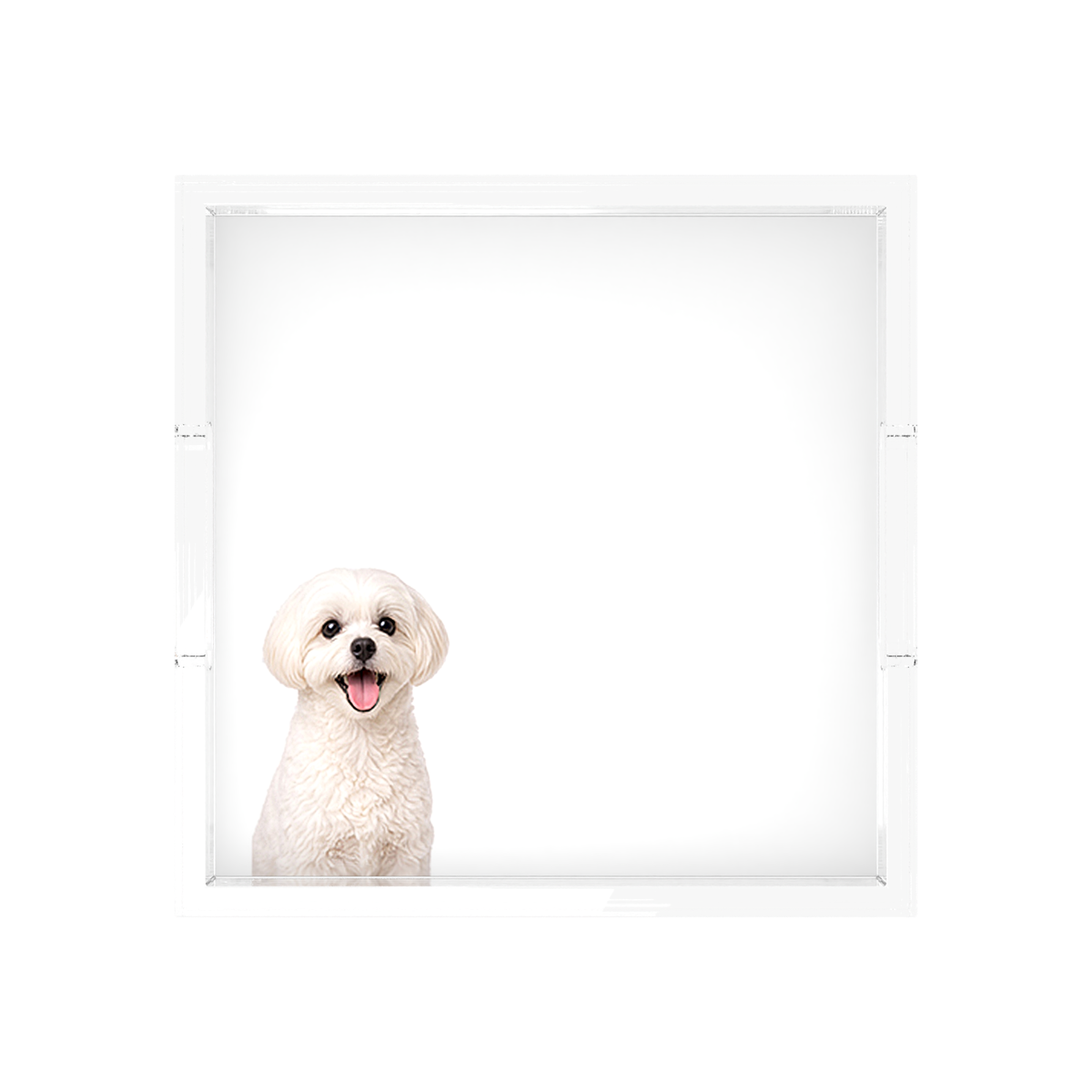Maltese Dog Acrylic Decorative Tray, overhead, by Nicolette Mayer