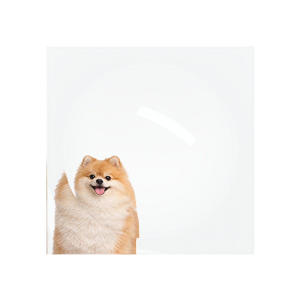 Pomeranian Dog Acrylic Candy Catchall Dish, overhead, by Nicolette Mayer