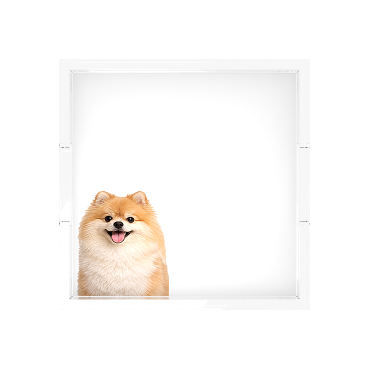 Pomeranian Dog Acrylic Decorative Tray, overhead, by Nicolette Mayer