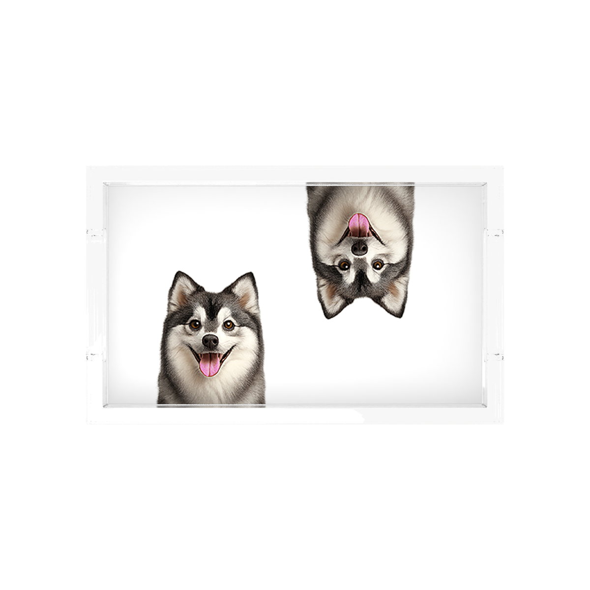 Pomsky Dog Acrylic Rectangle Tray, overhead, by Nicolette Mayer