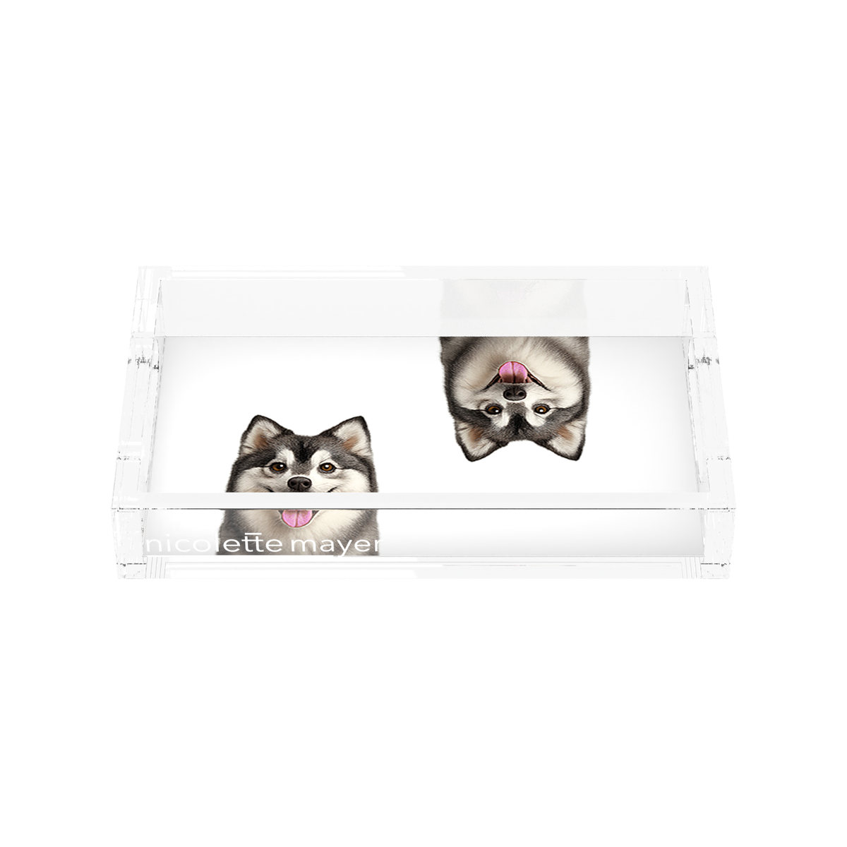 Pomsky Dog Acrylic Rectangle Tray, front, by Nicolette Mayer