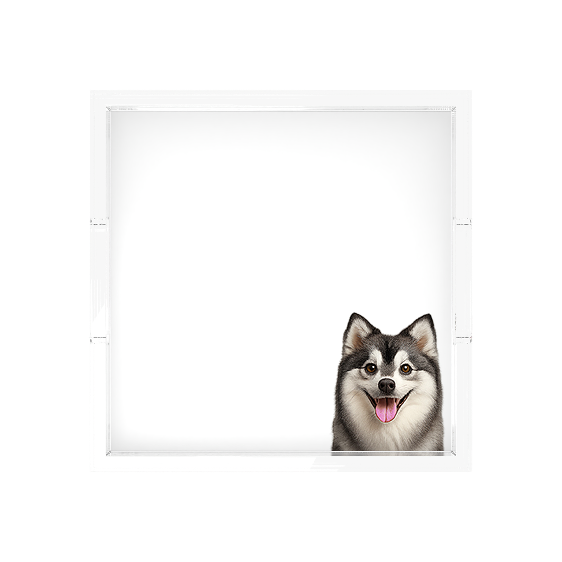 Pomsky Dog Acrylic Decorative Tray, 12 x 12 in., 15 x 15 in., 18 x 18 in. by Nicolette Mayer