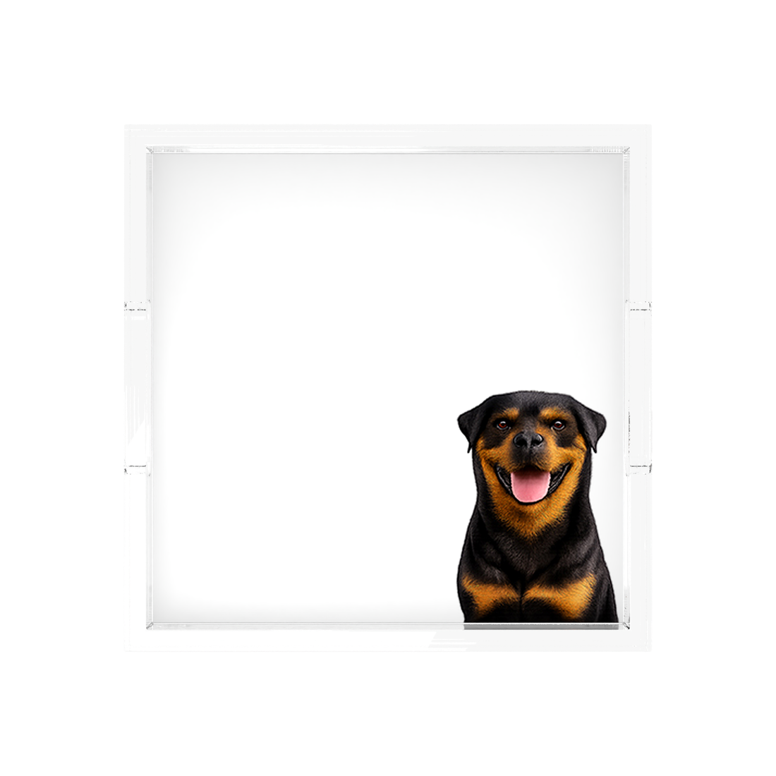 Rottweiler Dog Acrylic Decorative Tray, 12 x 12 in., 15 x 15 in., 18 x 18 in. by Nicolette Mayer