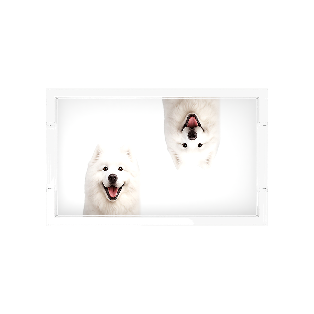Samoyed Dog Acrylic Rectangle Tray, overhead, by Nicolette Mayer