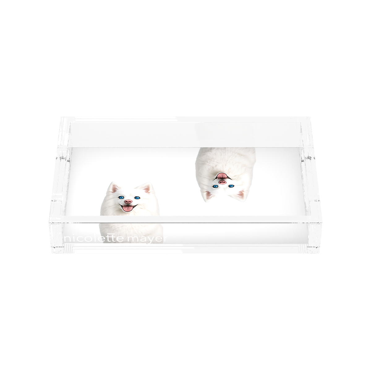 White Pomsky Dog Acrylic Rectangle Tray, front, by Nicolette Mayer