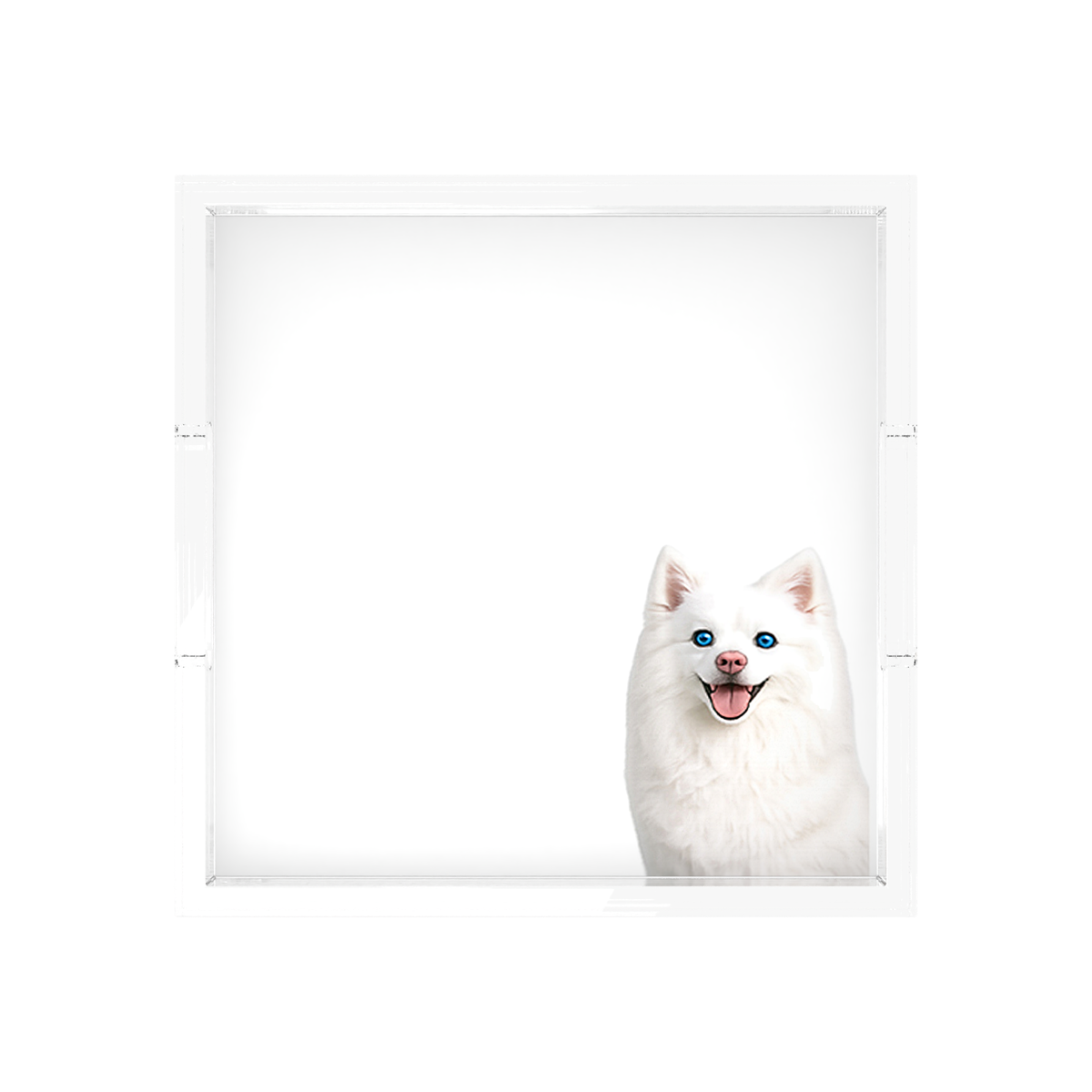 White Pomsky Dog Acrylic Decorative Tray, overhead, by Nicolette Mayer