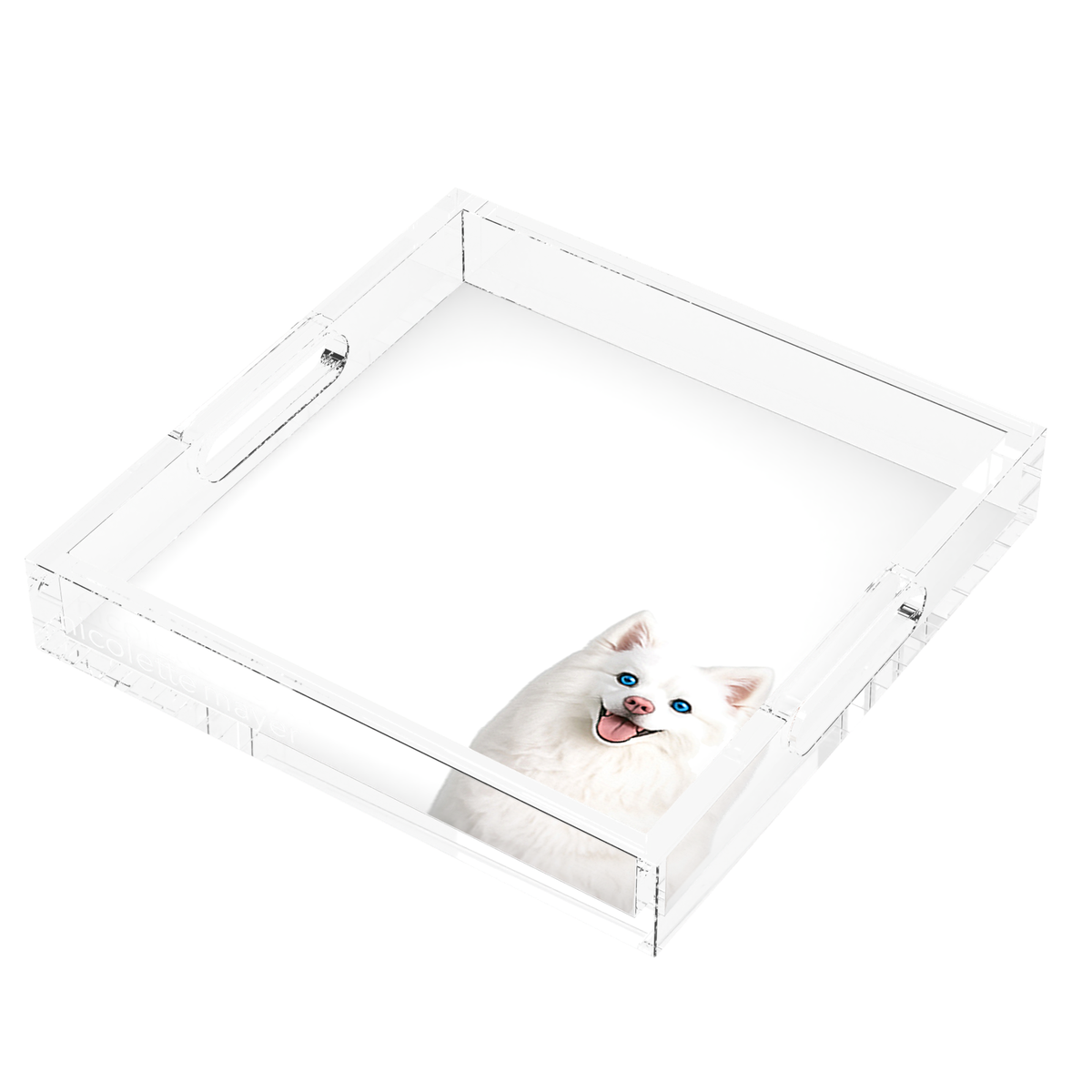White Pomsky Dog Acrylic Decorative Tray, right three-quarter, by Nicolette Mayer