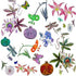 Entomology Wallpaper , Per Yard - nicolettemayer.com